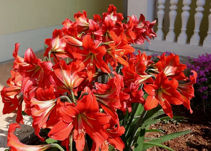 Lucija Apartman Zára