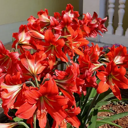 Lucija شقة زادار